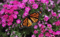 Mariposa