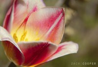 Tulip3