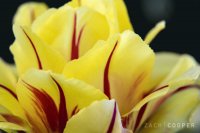 Tulip4