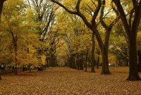 Central Park, New York