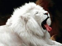 leao