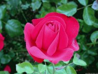 View Album