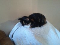 A cat