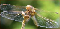 Smiling Dragonfly