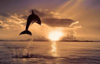 DELFIN