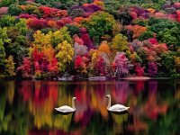 LAGO CON PATOS