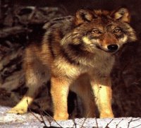 LOBO