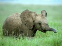 ELEFANTE