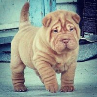PERRITO
