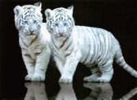 CACHORROS TIGRES BLANCOS
