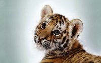 CACHORRO DE TIGRE 2