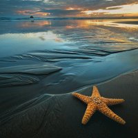 ESTRELLA DE MAR