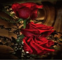 ROSAS ROJAS