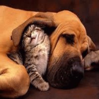 PERRO Y GATO