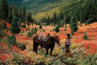 PAISAJE CON CABALLO