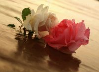 ROSAS