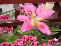 lilium