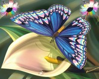 borboleta1