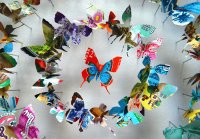 borboleta5