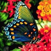 borboleta9