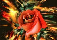 ROSA