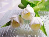 FLORES