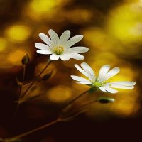 FLORES