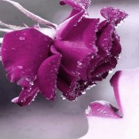 FLOR