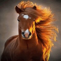 CABALLO