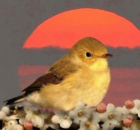 PAJARO