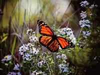 MARIPOSA