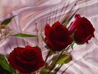 ROSAS