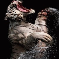 TIGRE