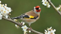 PAJARO