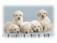 PERRITOS