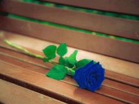 FLOR