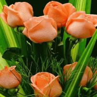 ROSAS