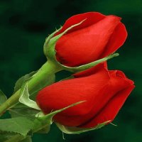 ROSAS