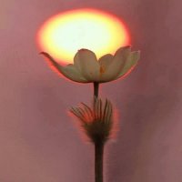 FLOR