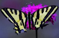 MARIPOSA