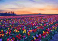TULIPANES