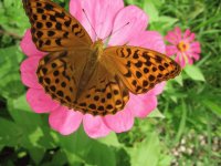MARIPOSA