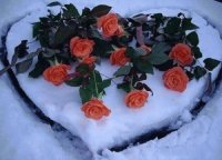 ROSAS