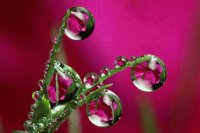 GOTAS