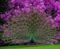 PAVO REAL