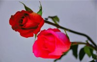 ROSAS