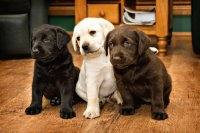 PERRITOS
