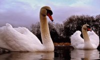CISNE