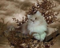 GATO