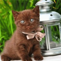 GATITO